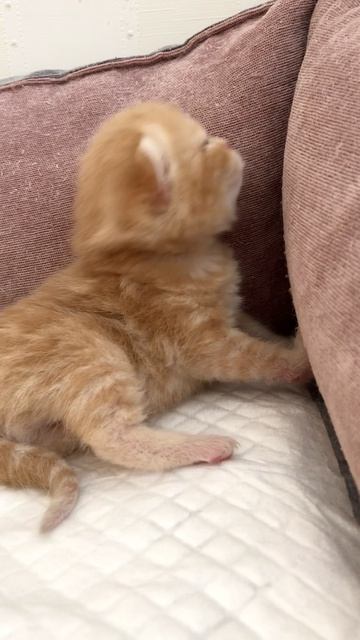 Котятам 12 дней.
