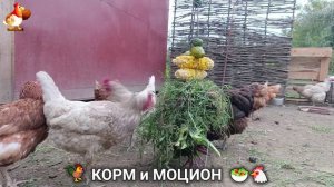 Кормление кур овощами и фруктами для зарядки и от скуки 🥗🐓🤗  (99)