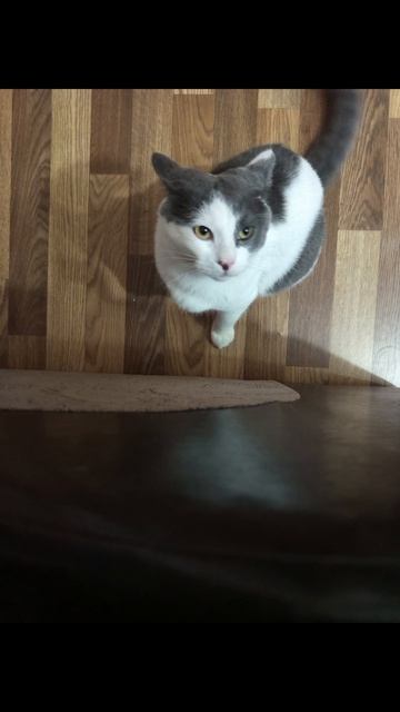 Эдит коту смотреть онлайн
