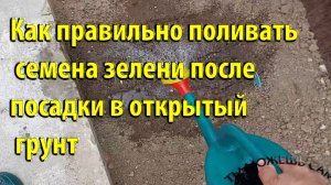 Как правильно поливать семена зелени после посадки в открытый грунт