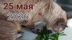 24 и 25 мая 2026. Майские перевёртыши...