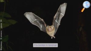 Ультразвук и инфразвук в природе и технике
