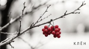 Клён. (Мужской ответ).