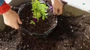 высаживаем цветы