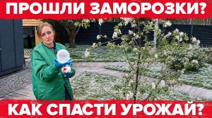 ЧЕМ ПОМОЧЬ ДЕРЕВЬЯМ ПОСЛЕ ЗАМОРОЗКОВ
