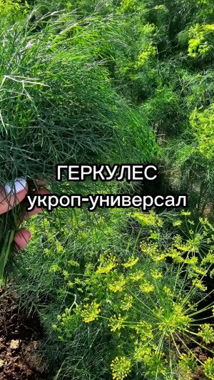 УНИВЕРСАЛЬНЫЙ нежный укроп. Подойдет на все случаи жизни!