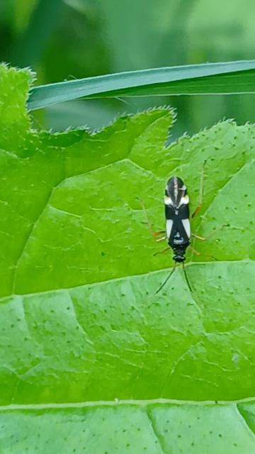 Четырёхпятнистый дубовый клоп слепняк (Dryophilocoris flavoquadrimaculatus) смотреть онлайн