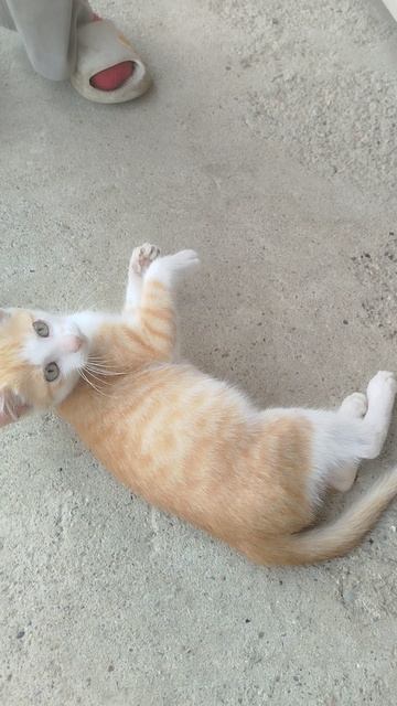 котёнок Феликс смотреть онлайн
