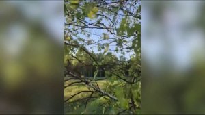 Нашествие гусениц и обилие мошки наблюдается в Тюменской области