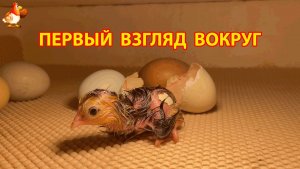 Цыплёнок выспался после вылупления и впервые смотрит на мир вокруг