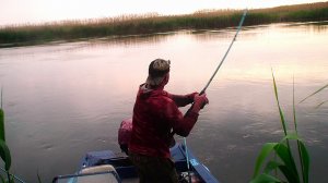 ЛОВЛЮ СОМОВ И ВДРУГ ВОДА ВСКИПЕЛА! ЛУЧШАЯ РЫБАЛКА НА ЗАКРЫТИИ ВЕСЕННЕГО СЕЗОНА! ВРЕМЕНИ МАЛО, УСПЕЛ!