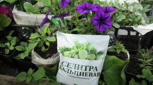 18-25 05 26г нарциссы,кальциевая селитра