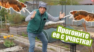Медведка: что это за насекомое и как от нее избавиться
