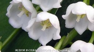 Песня «Ландыши» в исполнении Гелены Великановой