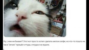 Котэ:)