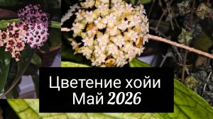 цветение хойи. май 2026