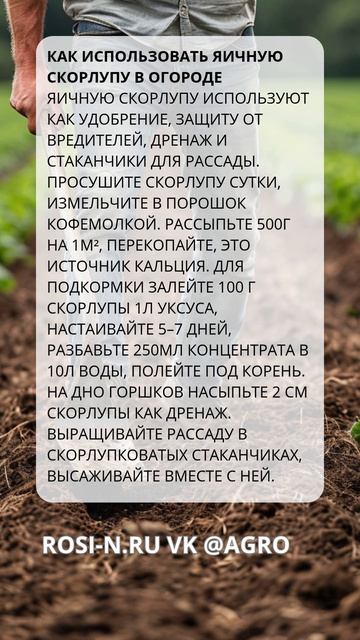 Как использовать яичную скорлупу в огороде
