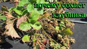Почему сохнут кусты клубники Что делать? Как лечить клубнику?
