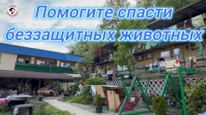 Туапсе. Помогите спасти бездомных животных.