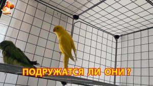 Первое знакомство ожереловых попугаев – к зелёному привезли жёлтого (3)