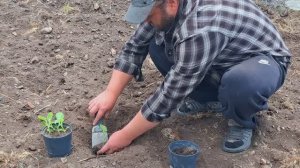 Пора сажать капусту Утро в Сибири Кошки в пляс по окнам пока хозяин трудится в поле