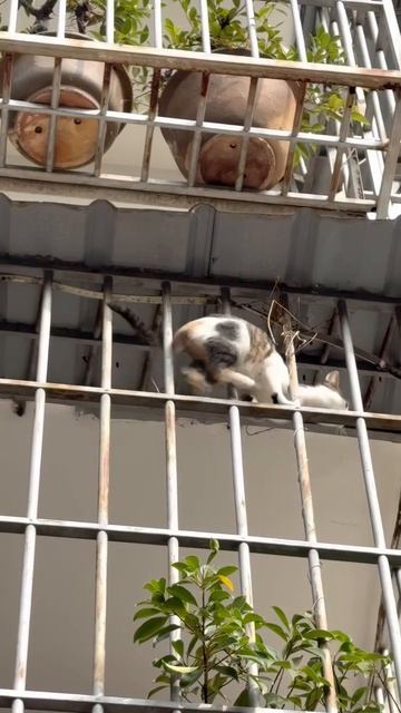 Жидкий кот смотреть онлайн
