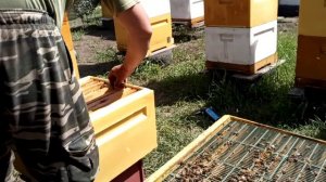 Ратация рамок перед медосбором с белой акации.