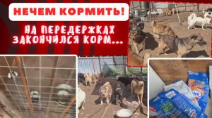 Нам буквально нечем кормить собак. Пустые миски и тишина