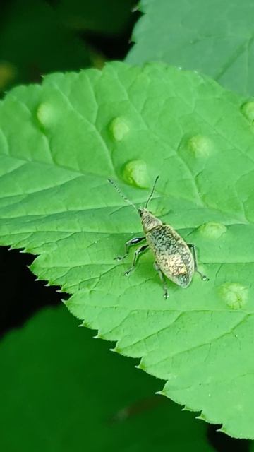 Долгоносик крапивный (лат. Phyllobius urticae) — вид долгоносиков-скосарей из подсемейства Entiminae смотреть онлайн