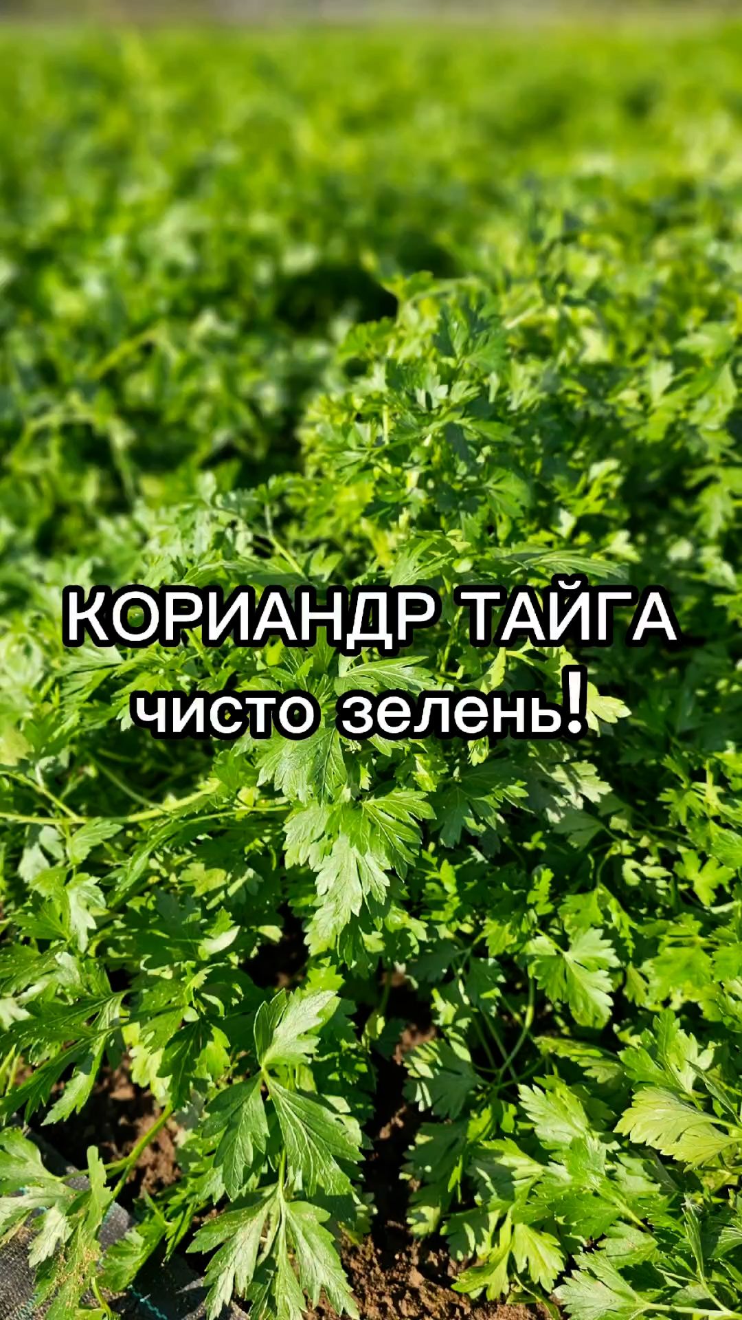 Пряная и полезная зелень для регионов с холодным летом!