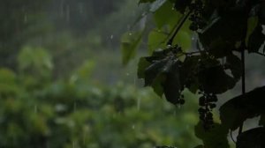 #16 Красивое Видео Природы