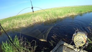 Нашел огромных сазанов в маленьком ручье. Они порвали мне все снасти.