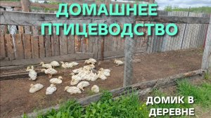 Домик в деревне Первый раз выпустил утят погулять во двор как уже прилетел коршун