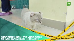 Любители русских мелодрам и исполнители трюков. В Челябинск привезли уникальных кошек