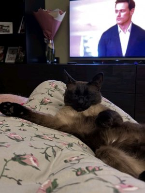 я рассказываю тебе про своего кота Сэма ❤️