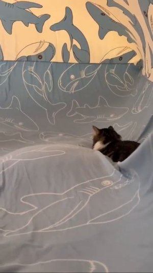 Клип @meowtaverse