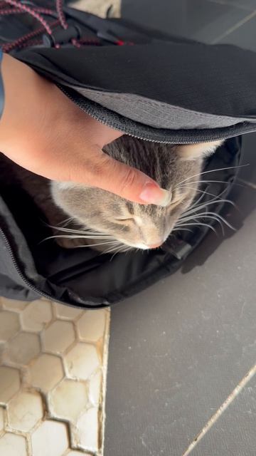 Милый котик в рюкзаке