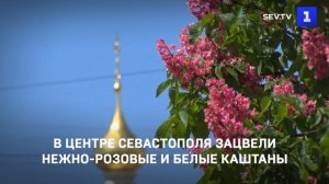 В центре Севастополя зацвели нежно-розовые и белые каштаны