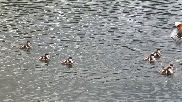 Маленькие утята 🦆
