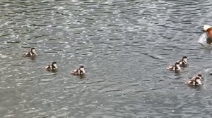 Маленькие утята 🦆