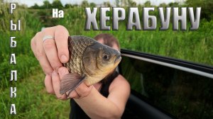 Рыбалка на херабуну в слом погоды, шикарное утро для начало недели. 4К