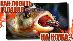 натягал голавля !Как ловить голавля на жука_