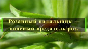 Розанный пилильщик —опасный вредитель роз.