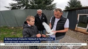 Полный контакт с птицами. В Иркутске открыли первый в регионе питомник голубей