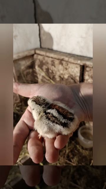 Цыплята от Яйца до Полноценной несушки ( часть √4 )  Нам сегодня 2 дня