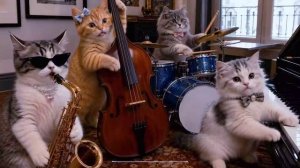 Котиковый Джаз [сборник 2 часа]
