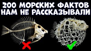 200 НЕОБЫЧНЫХ ФАКТОВ О МОРСКИХ ЖИВОТНЫХ, О КОТОРЫХ НАМ НЕ РАССКАЗЫВАЛИ В ШКОЛЕ