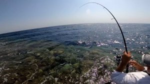 Рыбалка в Египте!!! ОГРОМНАЯ рыба схватила приманку