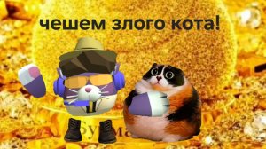 чешем какого то кота