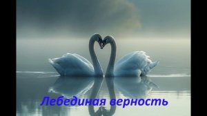 Лебединая верность.